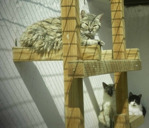 Gato 2_0.jpg