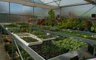 Hospital de plantas