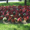 Macizo de begonias (Se abre en ventana nueva)